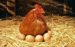 Mơ thấy gà đẻ trứng đánh con gì? Điềm báo là gì?