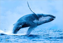 Mơ thấy cá voi đánh con số nào là may mắn nhất?