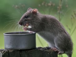 Mơ thấy chuột cắn mang lại con số may mắn nào?