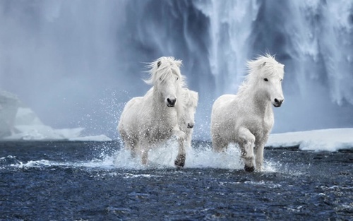 Mơ thấy ngựa trắng đánh con gì? Mang lại ý nghĩa gì?