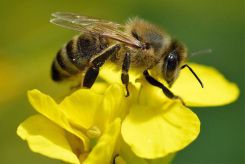 Nằm mơ thấy ong đánh con gì? Giải mã giấc mơ thấy ong