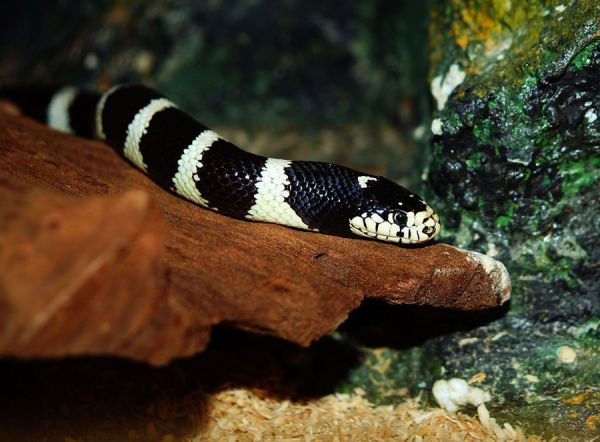 Mơ thấy rắn đen trắng đánh con số nào chắc ăn nhất?