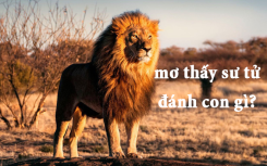 Mơ thấy sư tử đánh con gì và có điềm báo gì cho bạn?