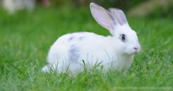 Con thỏ là số mấy? Ý nghĩa giấc mơ thấy thỏ ?