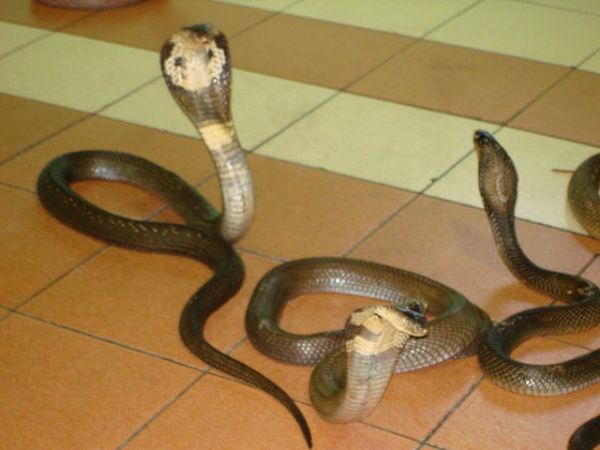 Mơ thấy rắn vào nhà đánh con gì? Điềm báo của giấc mơ thấy rắn vào nhà