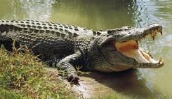 Nằm mơ thấy cá sấu – giấc mơ mang lại điềm báo gì cho bạn?