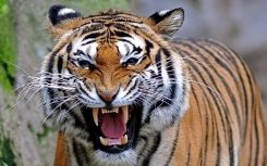 Nằm mơ thấy con hổ đánh con gì? Mang lại ý nghĩa gì?