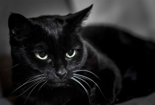 Mơ thấy mèo đen đánh con gì? Điềm báo giấc mơ thấy mèo đen