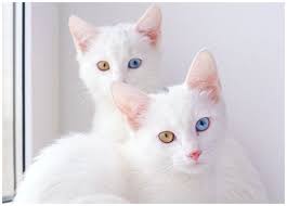 Mơ thấy mèo trắng đánh con gì? Con số của giấc mơ thấy mèo trắng